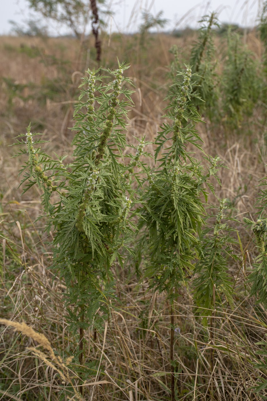 Image of Lycopus exaltatus specimen.