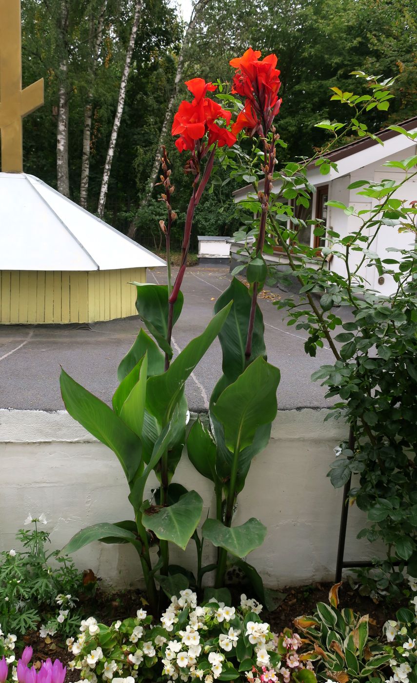 Image of Canna indica specimen.