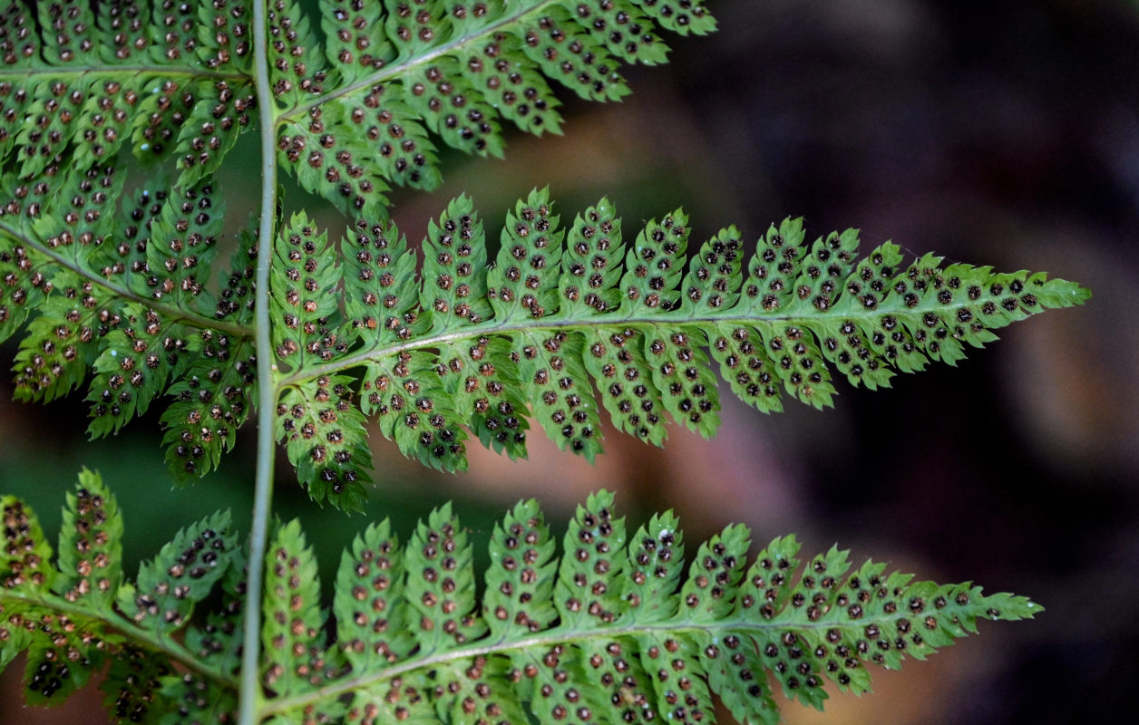 Image of Dryopteris carthusiana specimen.