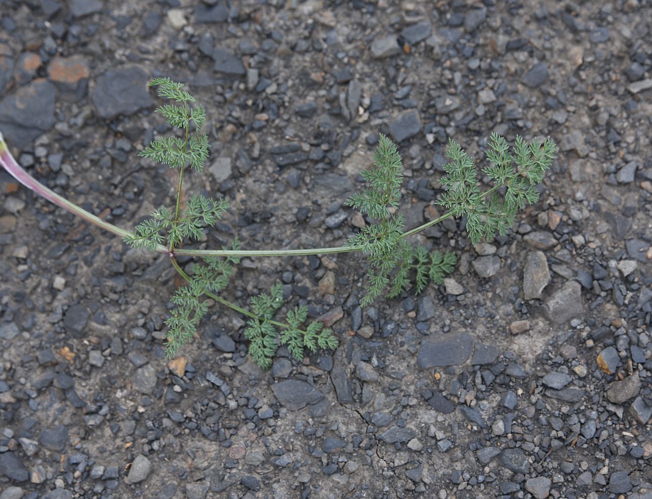 Изображение особи Astrodaucus orientalis.