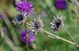 Centaurea scabiosa