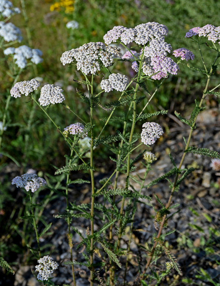 Изображение особи Achillea millefolium.