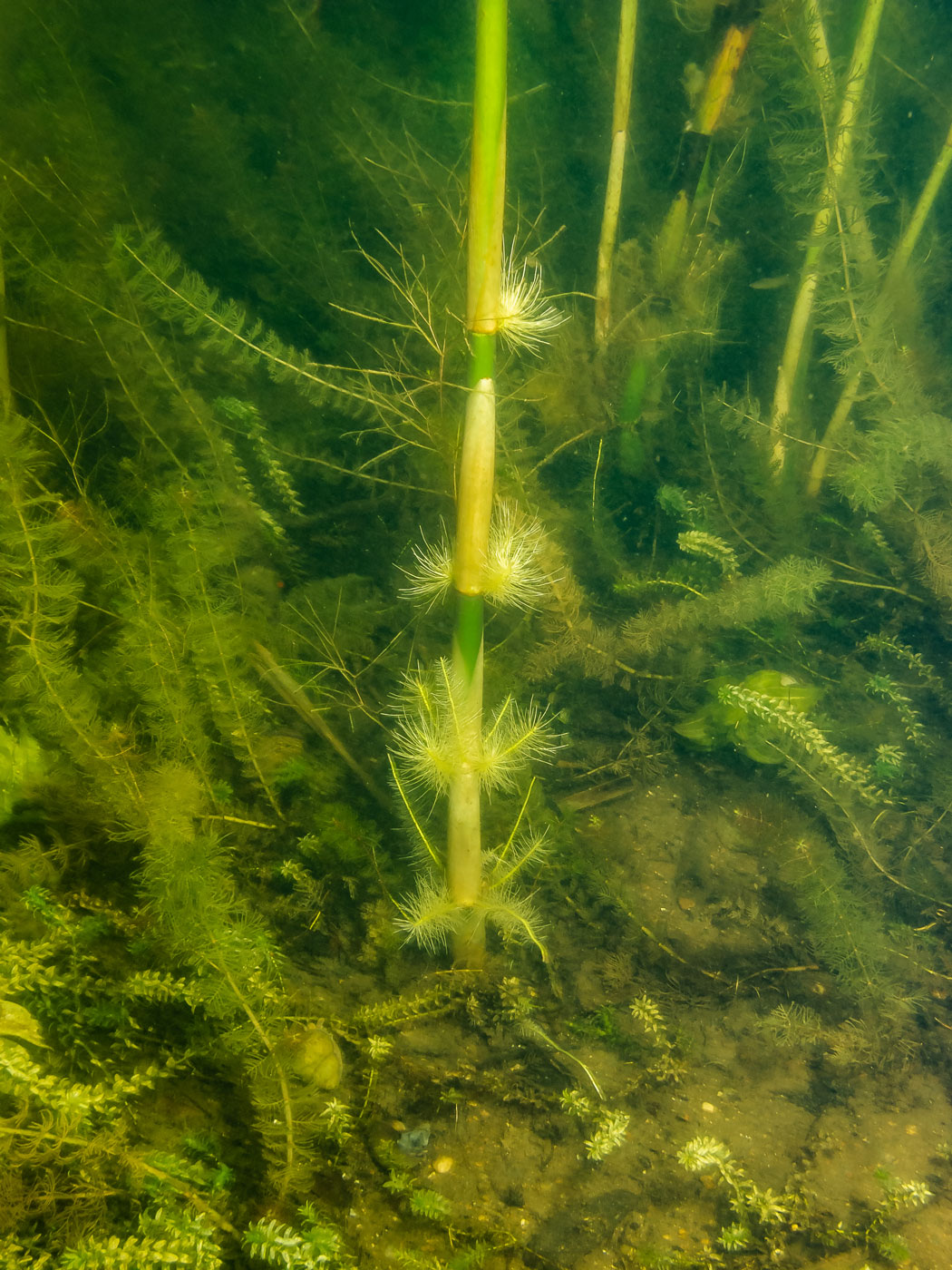 Image of Phragmites australis specimen.