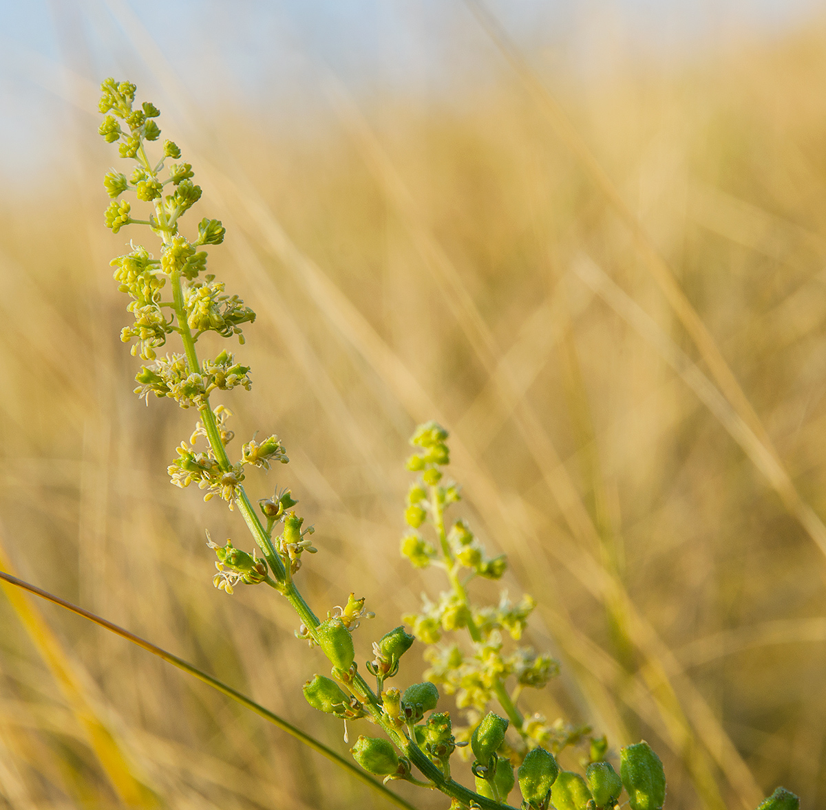 Image of Reseda lutea specimen.