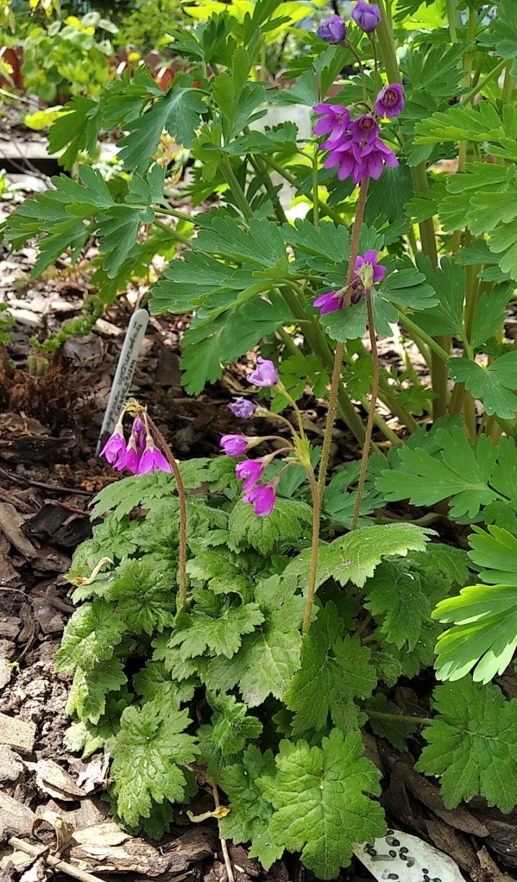 Изображение особи Cortusa matthioli.