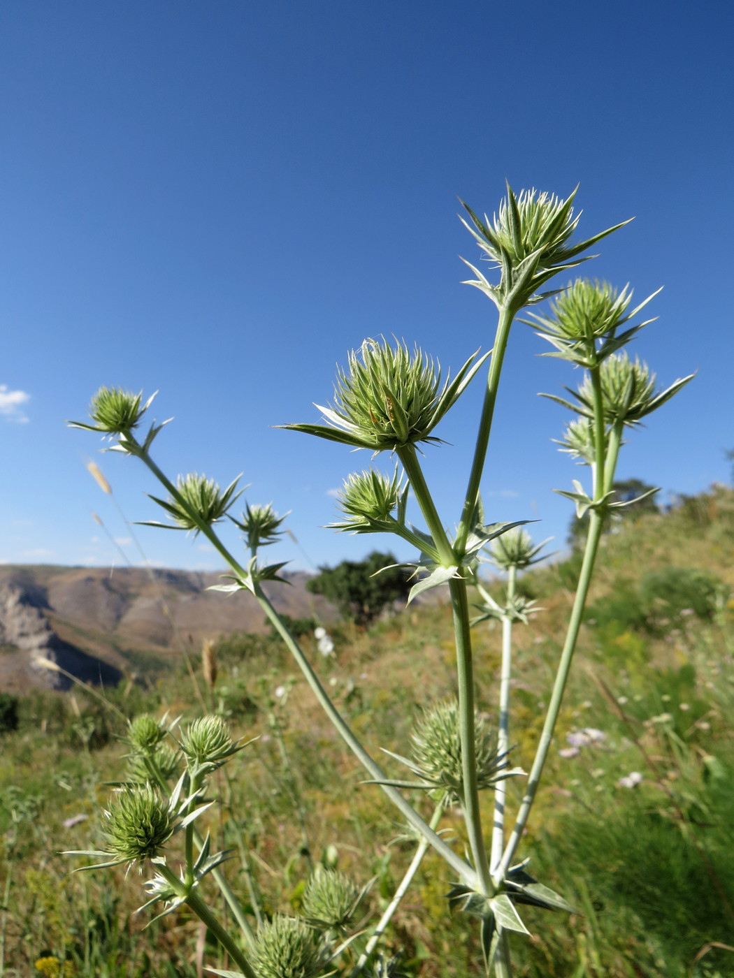 Image of Eryngium macrocalyx specimen.