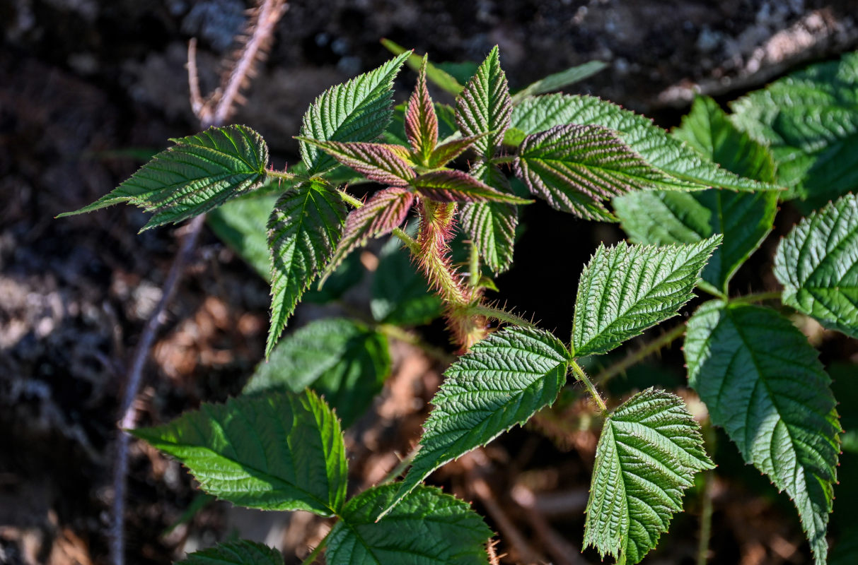 Изображение особи Rubus matsumuranus.