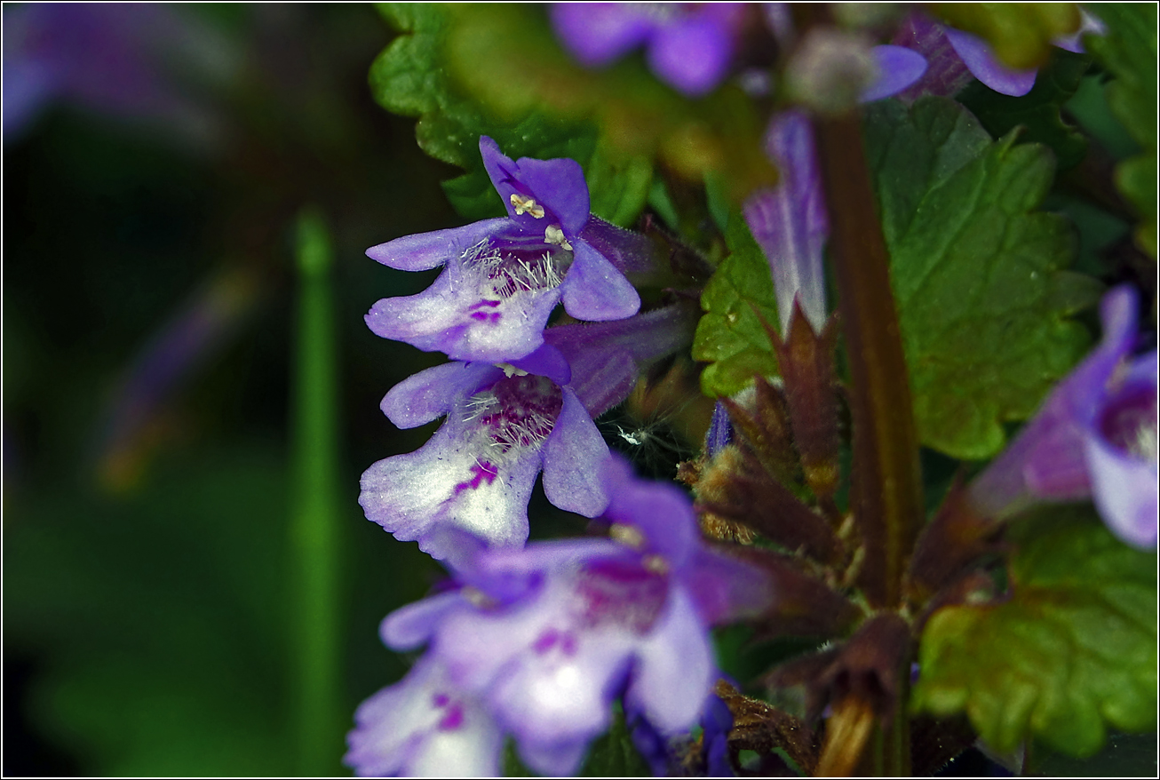 Изображение особи Glechoma hederacea.