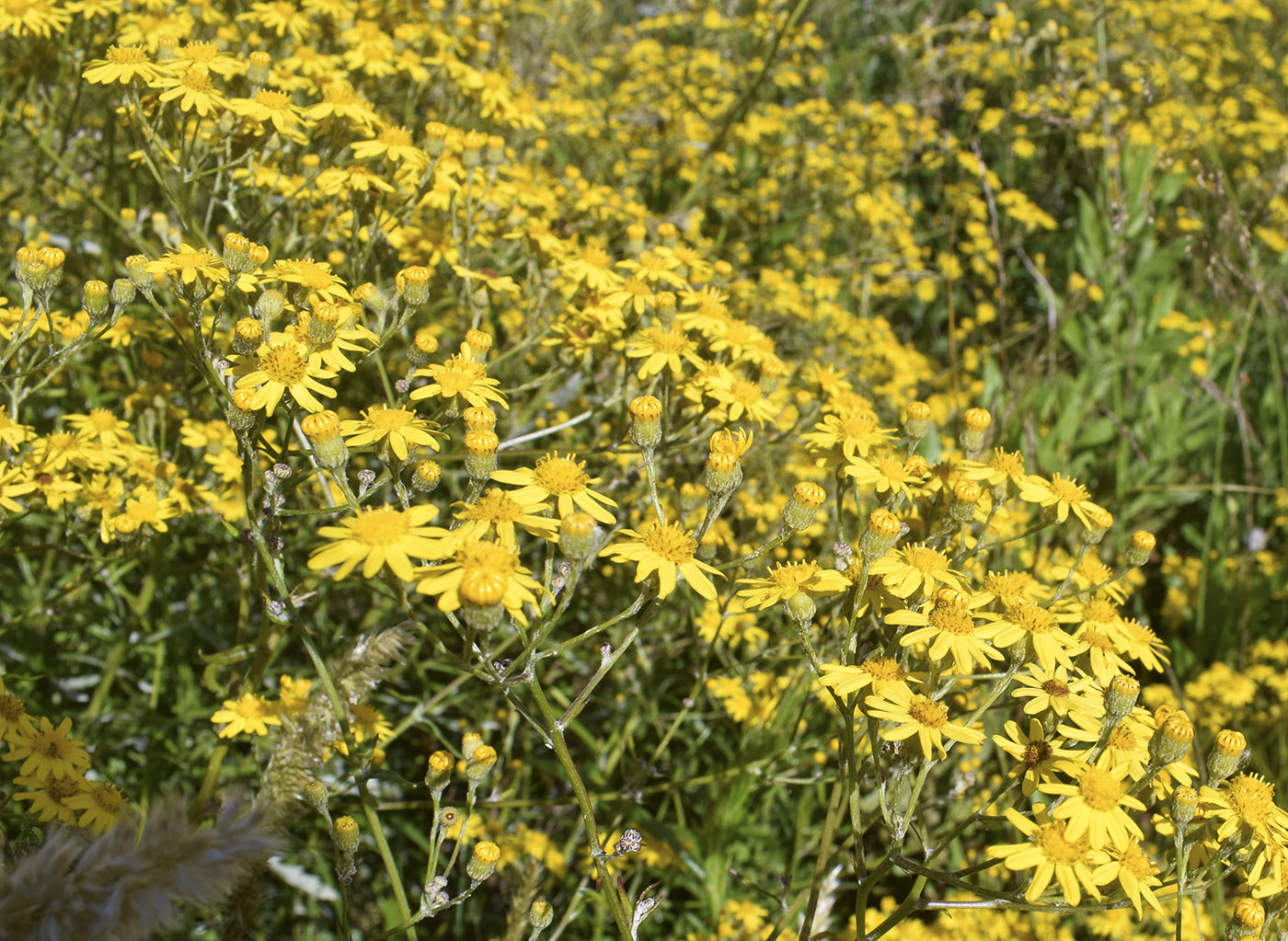 Изображение особи Senecio pterophorus.