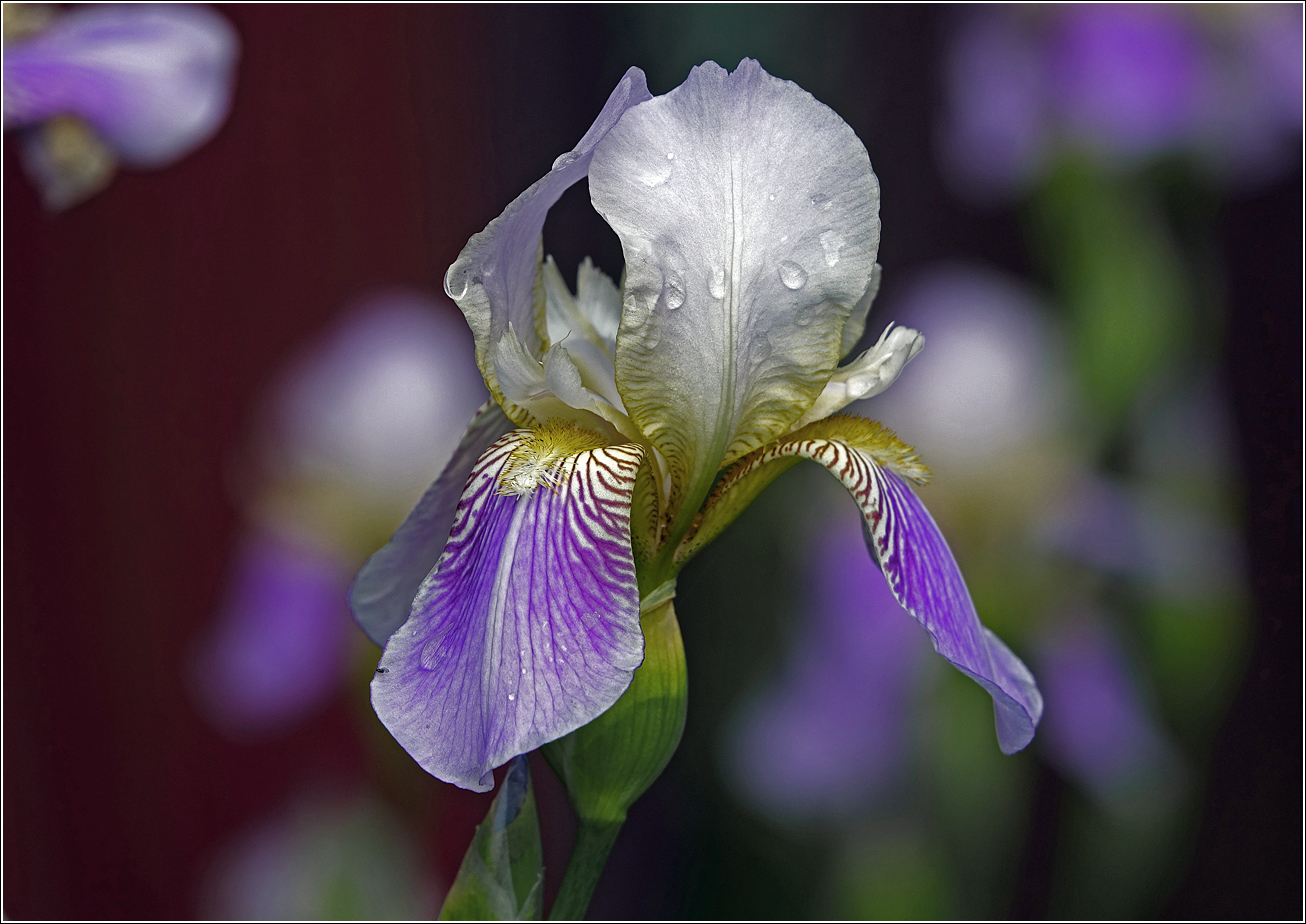 Image of Iris &times; hybrida specimen.