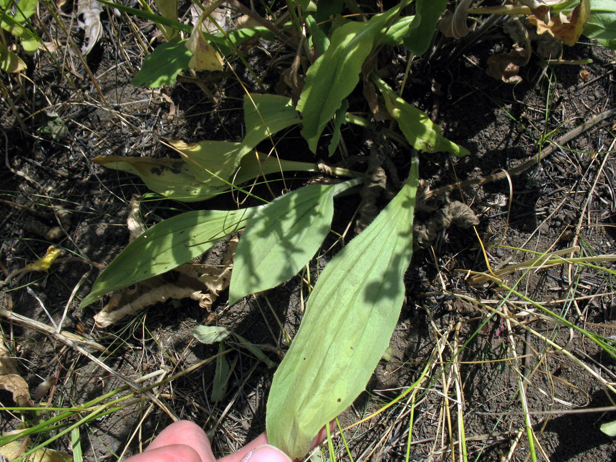 Image of Aster amellus specimen.