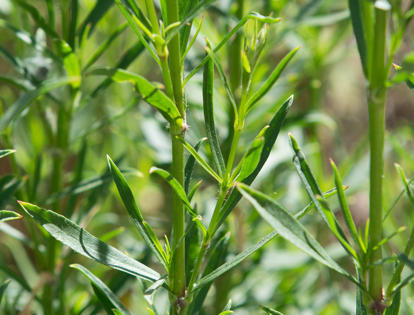 Изображение особи Silene tatarica.