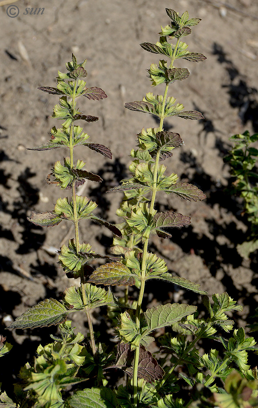 Image of Melissa officinalis specimen.