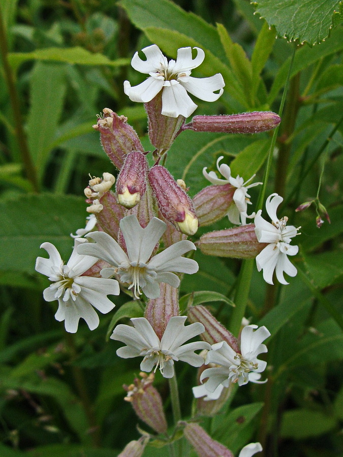 Изображение особи Silene amoena.