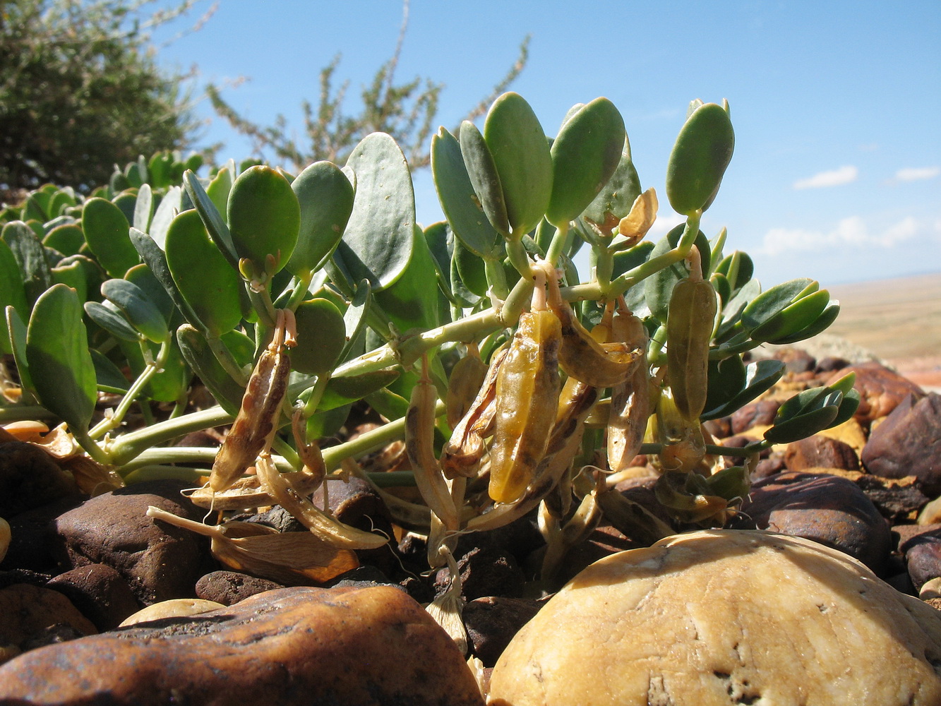 Image of Zygophyllum latifolium specimen.