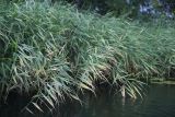 Phragmites australis