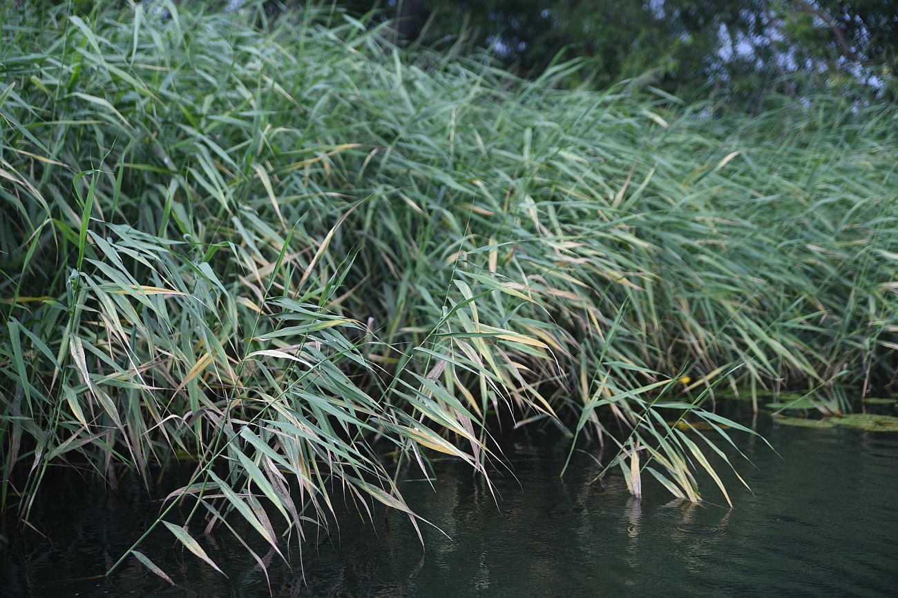 Изображение особи Phragmites australis.