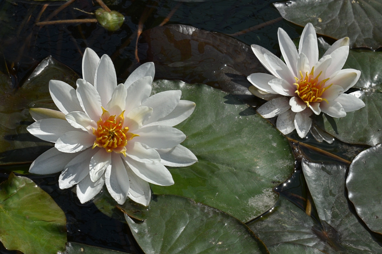 Изображение особи Nymphaea alba.