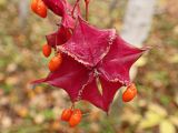 Euonymus macropterus. Вскрывшийся плод. Хабаровский край, окр. г. Комсомольск-на-Амуре, кедрово-широколиственный лес. 28.09.2024.