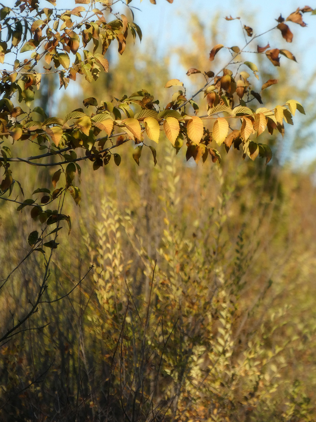 Изображение особи Ulmus pumila.