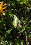 род Taraxacum