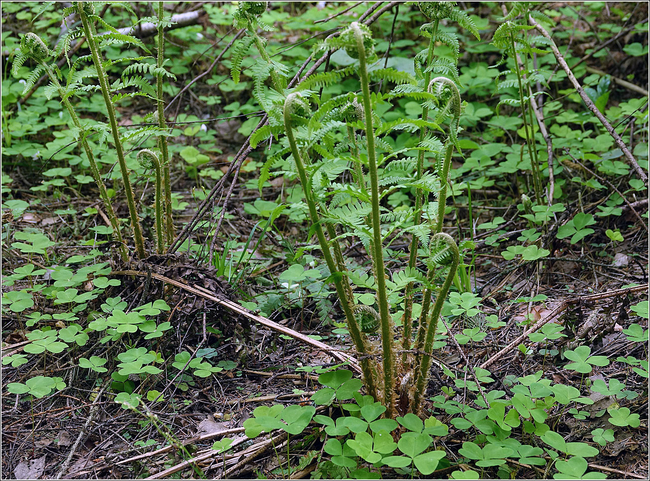 Изображение особи Dryopteris filix-mas.