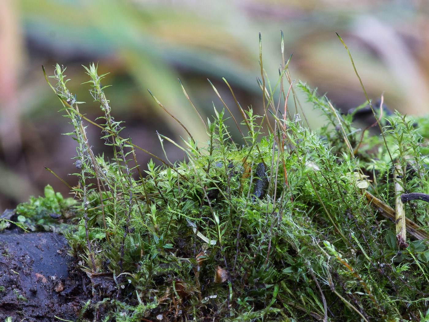 Image of class Bryopsida specimen.