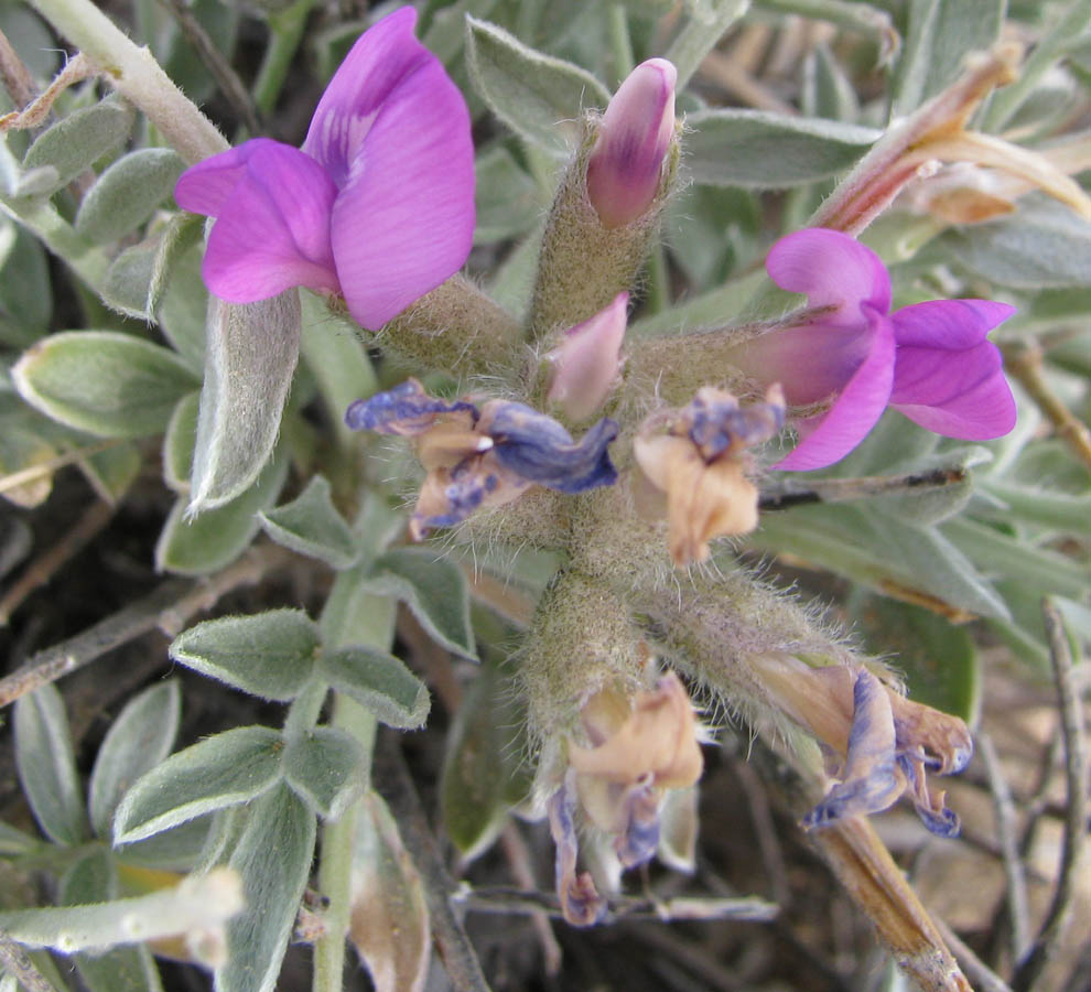 Изображение особи Oxytropis tragacanthoides.