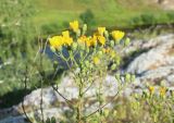 Hieracium robustum