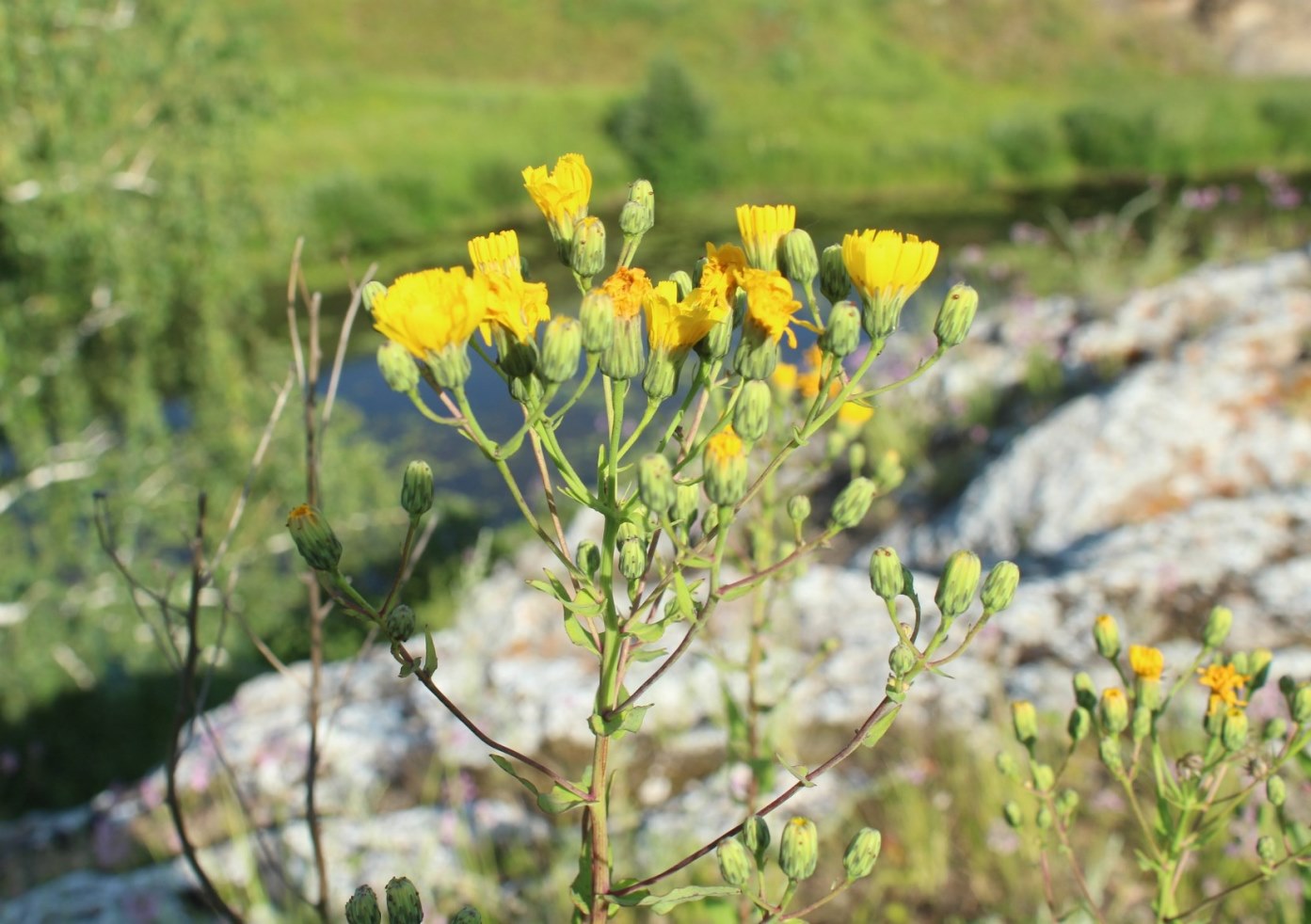 Изображение особи Hieracium robustum.