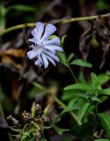 Saponaria officinalis форма pleniflora. Верхушка побега с цветком (махровая форма). Московская обл., Дмитровский гор. округ, долина р. Волгуша, берег реки, окраина ивняка. 31.08.2024.