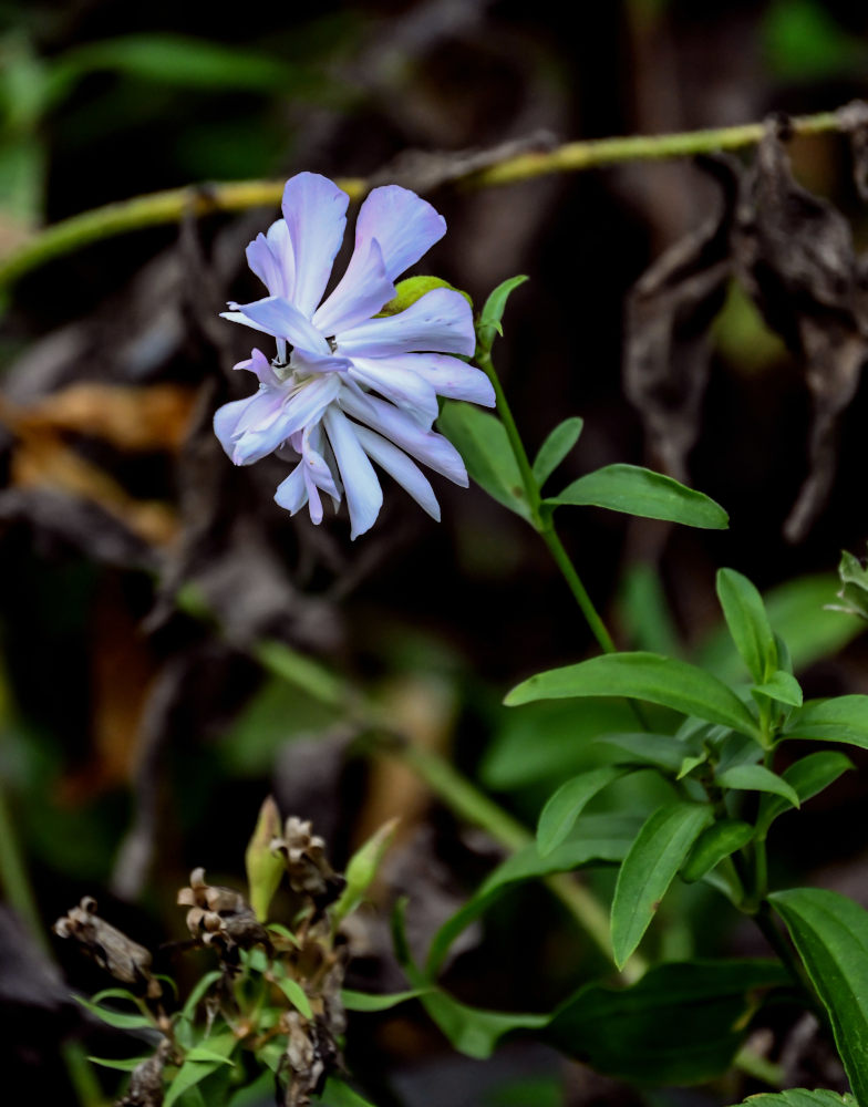 Image of Saponaria officinalis f. pleniflora specimen.