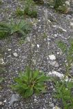 Plantago urvillei