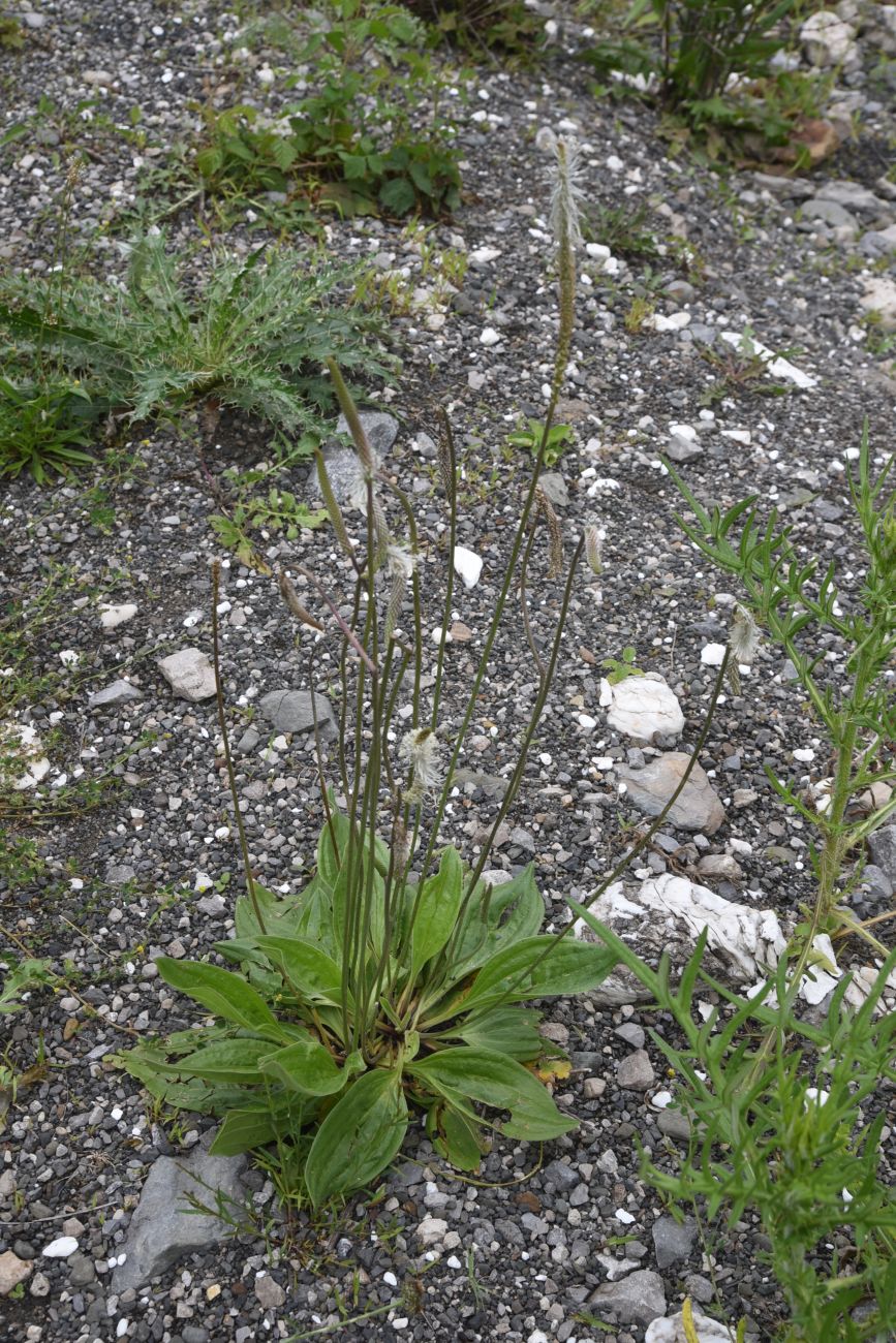 Изображение особи Plantago urvillei.