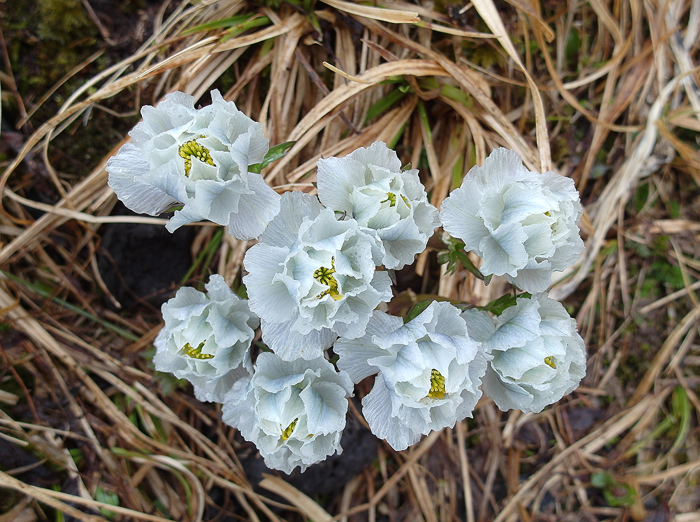 Изображение особи Trollius lilacinus.