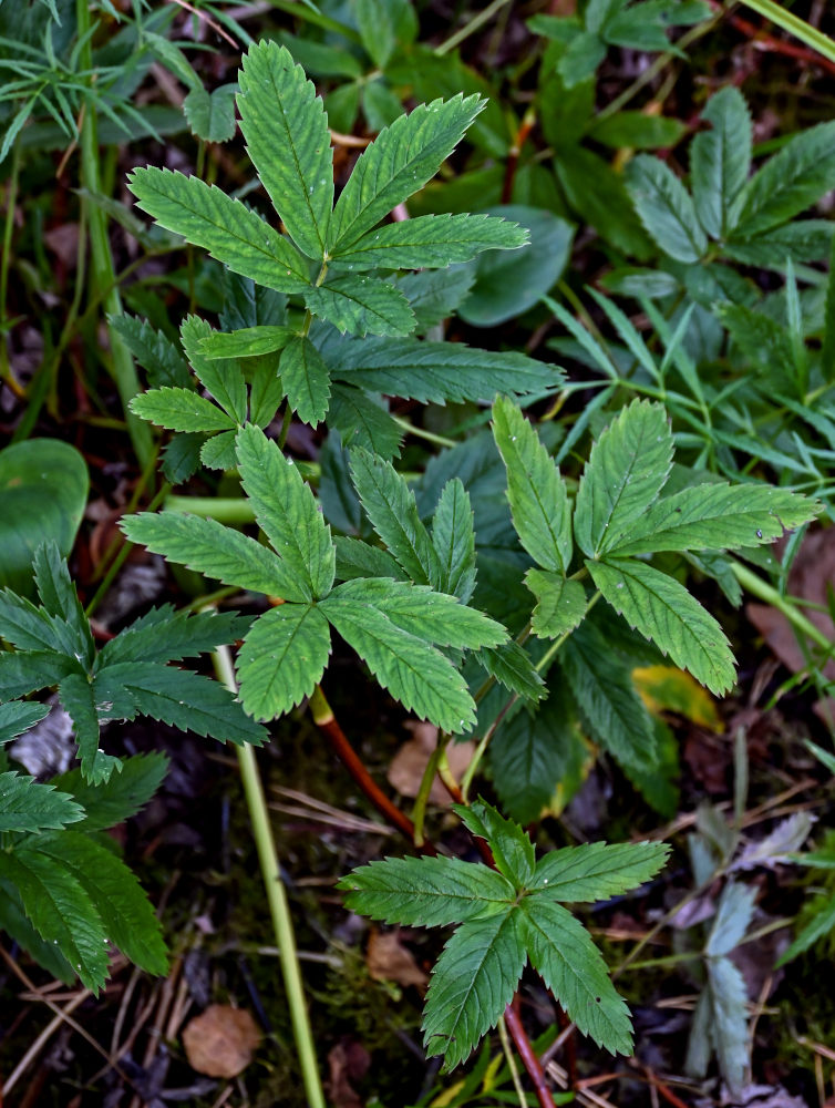 Изображение особи Comarum palustre.