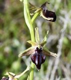 Ophrys mammosa