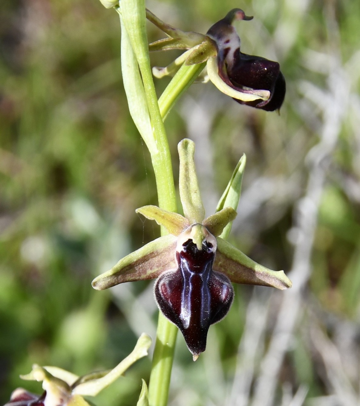 Image of Ophrys mammosa specimen.