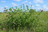 Trifolium pratense. Цветущее растение. Беларусь, Витебская обл., окр. пос. Езерище, побережье оз. Езерище, дендрарий, суходольный луг. 20.07.2024.