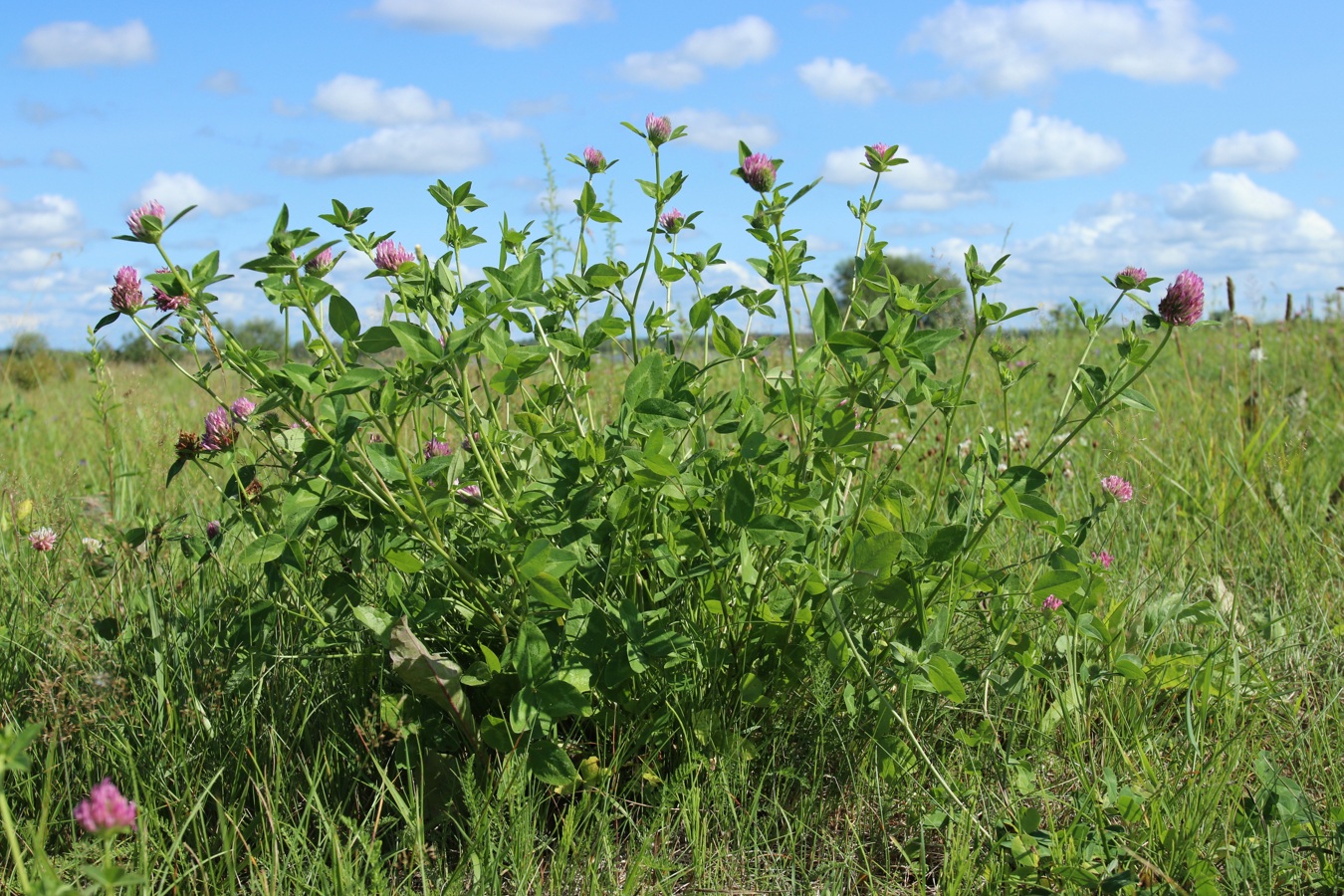 Image of Trifolium pratense specimen.
