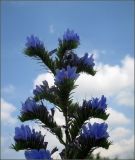 Echium vulgare