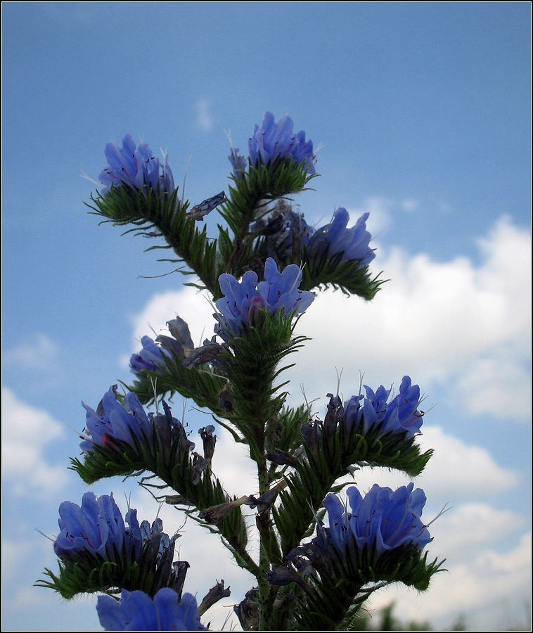 Image of Echium vulgare specimen.