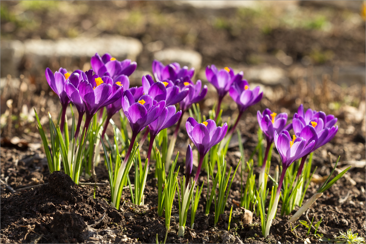 Image of Crocus vernus specimen.