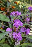 Impatiens balsamina. Соцветие. Узбекистан, Ташкентская обл., зап. отр. Чаткальского хр., окр. кишлака Учтерак, в культуре. 26.09.2015.