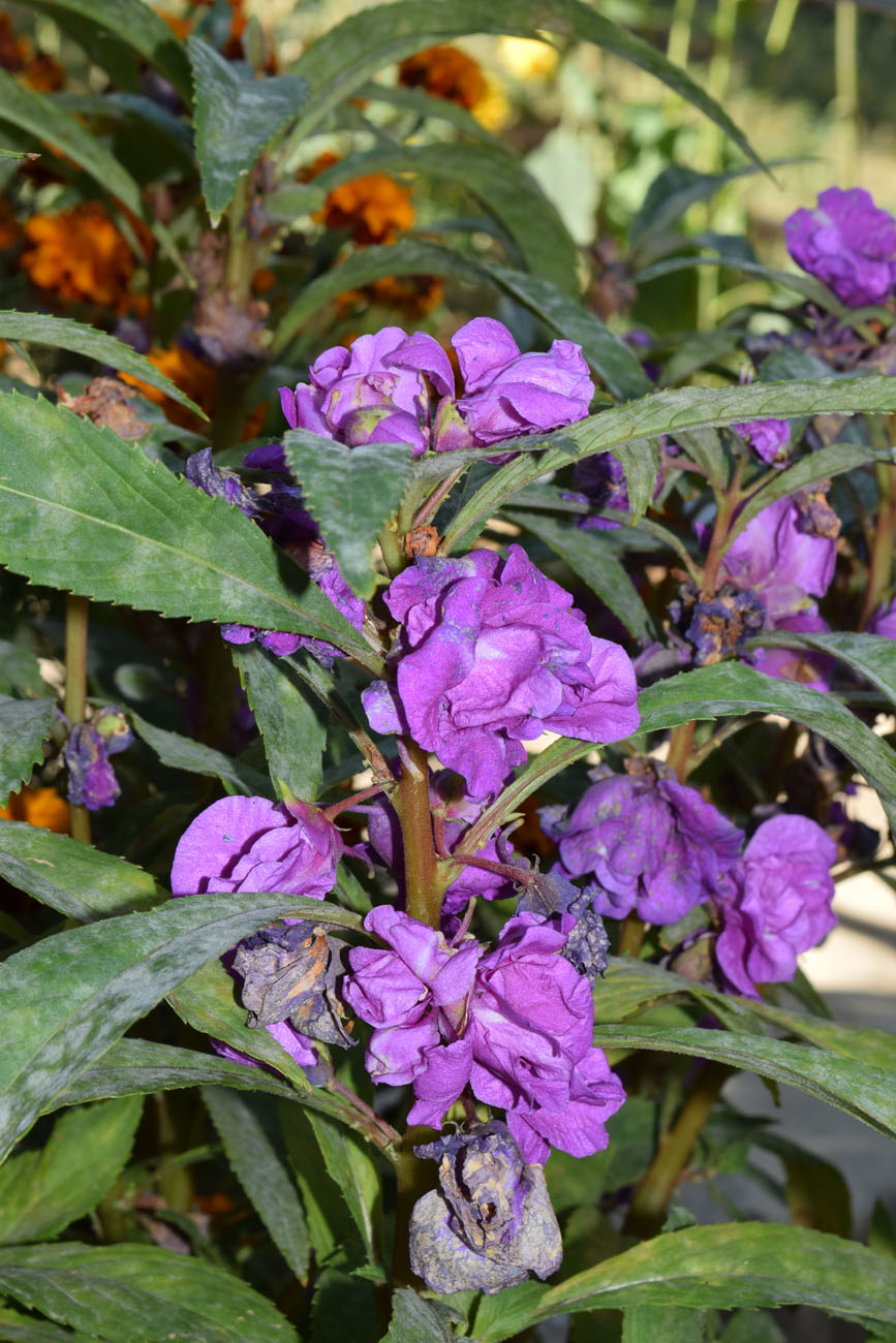 Image of Impatiens balsamina specimen.