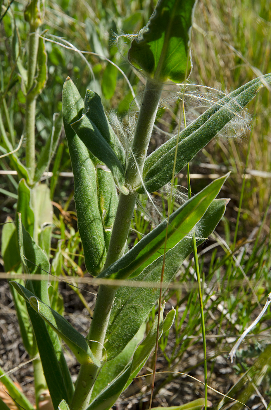Image of Silene viscosa specimen.