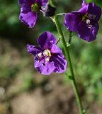 Смотреть изображение Verbascum phoeniceum
