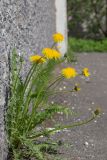 View full-size image Taraxacum officinale