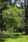 View full-size image Aralia elata