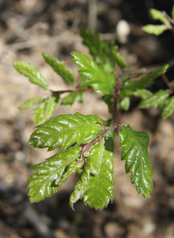 Image of Quercus crenata specimen.